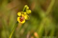 Ophrys corsica